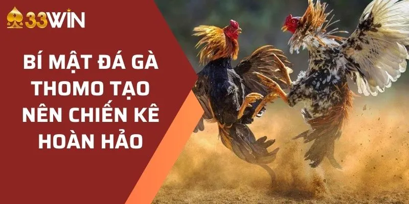 Hướng Dẫn Xem Trực Tiếp Đá Gà Thomo Tại 33WIN